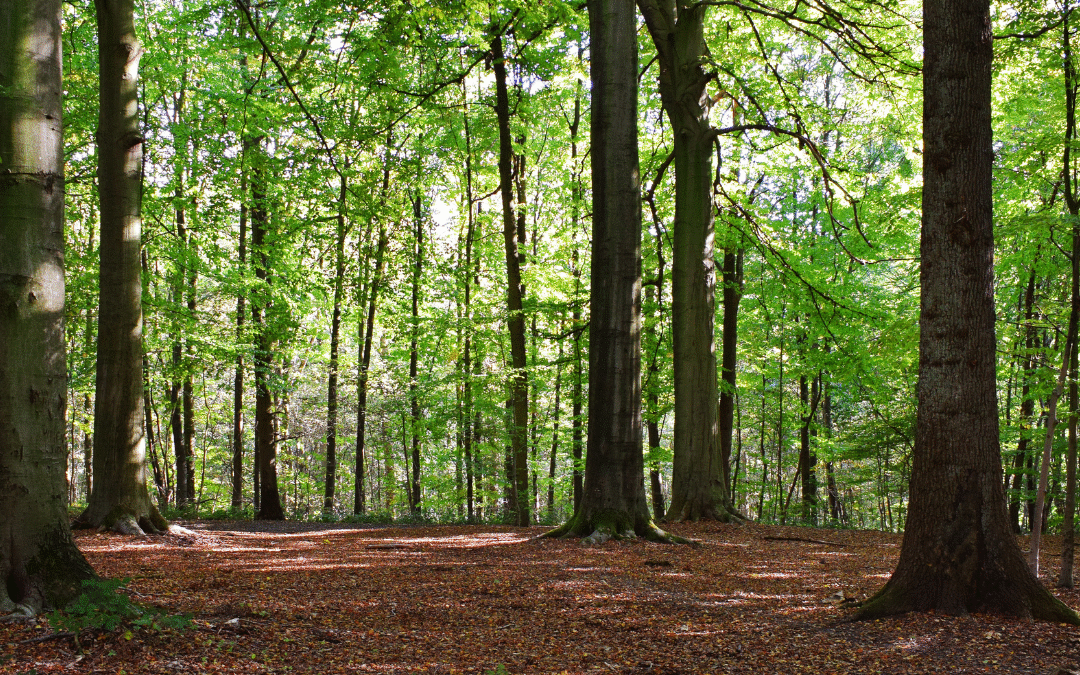 Ayurveda in Brussels: Balanced Living in the Heart of Europe