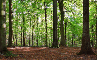 Ayurveda in Brussels: Balanced Living in the Heart of Europe